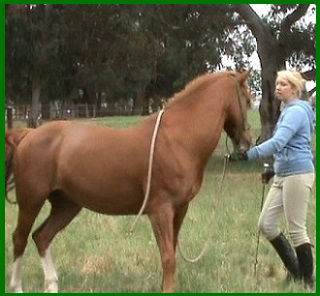 Horsemanship ground work exercises at About Australia Horsemanship with Norm Glenn