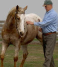 About Australia Horsemanship with Norm Glenn