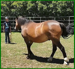 Horse training in the round yard or round pen at About Australia Horsemanship with Norm Glenn