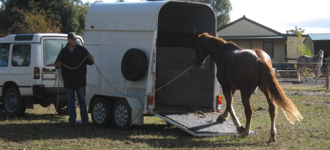 horse loading problem float loading horses