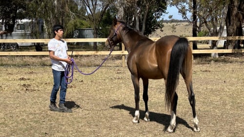 Horsemanship Training