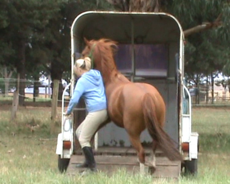 horse loading training for horse floats and horse trailers