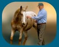 Norm Glenn Horsemanship