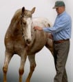 Norm Glenn Horsemanship Coaching